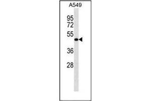 Western blot analysis of LRRC26 Antibody (C-term) in A549 cell line lysates (35ug/lane). (LRRC26 Antikörper  (C-Term))