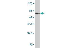 Western Blot detection against Immunogen (75. (FLI1 Antikörper  (AA 1-452))