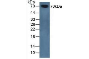 Western blot analysis of Mouse Serum. (SERPINA10 Antikörper  (AA 22-448))