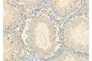 ABIN6260742 and ABIN6278109 at 1/100 staining Rat testis tissue by IHC-P. (CEACAM6 Antikörper  (Internal Region))