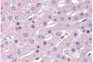 Human Liver (formalin-fixed, paraffin-embedded) stained with C14orf68 antibody ABIN298066 at 2. (SLC25A47 Antikörper  (AA 242-254))