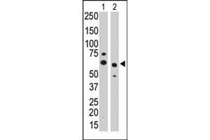 The PPM1G polyclonal antibody  is used in Western blot to detect PPM1G in CHO cell lysate (Lane 1) and mouse heart tissue lysate (Lane 2) . (PPM1G Antikörper  (Internal Region))
