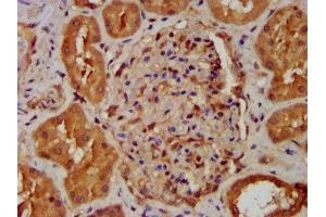 IHC image of ABIN7160937 diluted at 1:400 and staining in paraffin-embedded human kidney tissue performed on a Leica BondTM system. (NDUFB8 Antikörper  (AA 29-132))