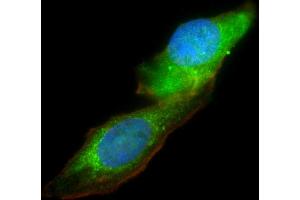 Immunofluorescence (IF) image for anti-Potassium Voltage-Gated Channel, Subfamily H (Eag-Related), Member 1 (KCNH1) (AA 787-820) antibody (ABIN6243783)