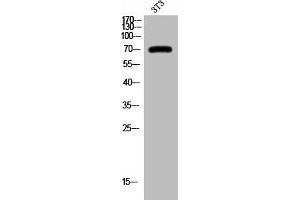Western Blot analysis of 3T3 cells using Phospho-c-Rel (S503) Polyclonal Antibody (c-Rel Antikörper  (pSer503))