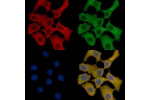 GPR103 Mouse Monoclonal Antibody staining HepG2 cells by IF/ICC. (QRFPR Antikörper  (Internal Region))