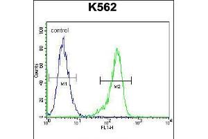 Flow cytometric analysis of K562 cells (right histogram) compared to a negative control cell (left histogram). (RPS19 Antikörper  (AA 25-54))
