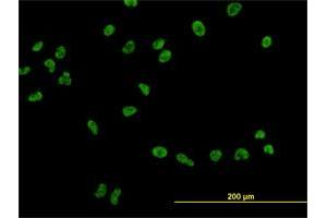 Immunofluorescence (IF) image for anti-Upstream Transcription Factor 2, C-Fos Interacting (USF2) (AA 1-100) antibody (ABIN563358)
