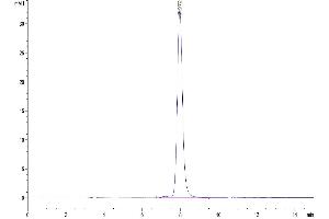 Size-exclusion chromatography-High Pressure Liquid Chromatography (SEC-HPLC) image for 5'-Nucleotidase, Ecto (CD73) (NT5E) (AA 27-554) protein (His tag) (ABIN7274219)