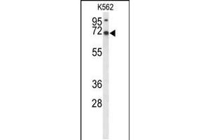 Western blot analysis of LRRC4 Antibody in K562 cell line lysates (35ug/lane) (LRRC4 Antikörper  (C-Term))