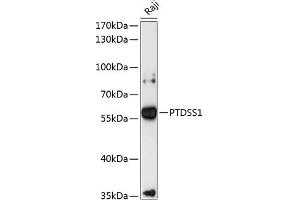 Western blot analysis of extracts of Raji cells, using PTDSS1 antibody (ABIN6132828, ABIN6146381, ABIN6146382 and ABIN6216915) at 1:3000 dilution. (PTDSS1 Antikörper  (AA 1-70))