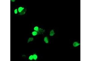 Anti-ELK3 mouse monoclonal antibody (ABIN2455034) immunofluorescent staining of COS7 cells transiently transfected by pCMV6-ENTRY ELK3 (RC203114). (ELK3 Antikörper)