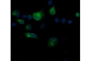 Immunofluorescence (IF) image for anti-T-cell surface glycoprotein CD1c (CD1C) antibody (ABIN2670657) (CD1c Antikörper)