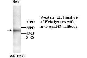 Image no. 1 for anti-G Protein-Coupled Receptor 143 (GPR143) antibody (ABIN790901) (GPR143 Antikörper)
