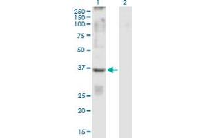 Western Blot analysis of GPR84 expression in transfected 293T cell line by GPR84 monoclonal antibody (M01), clone 5C3.