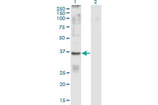 GPR84 Antikörper  (AA 208-316)