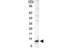 Western blot analysis of SLIRP in a human liver lysate using SLIRP polyclonal antibody  at 0. (SLIRP Antikörper  (C-Term))