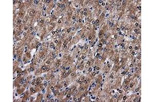 Immunohistochemical staining of paraffin-embedded liver tissue using anti-FAHD2Amouse monoclonal antibody. (FAHD2A Antikörper)