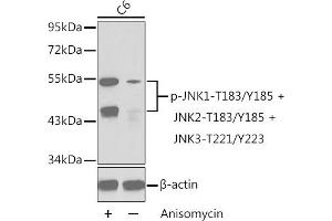 Western blot analysis of extracts from C6 cells untreated or treated with anisomycin using Phospho-JNK1-T183/Y185 + JNK2-T183/Y185 + JNK3-T221/Y223 Antibody (ABIN3020000, ABIN3020001, ABIN3020002 and ABIN7101867). (MAPK8/9/10 Antikörper  (pThr221, pTyr223))