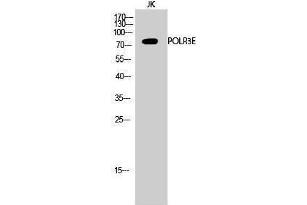 POLR3E Antikörper  (Internal Region)