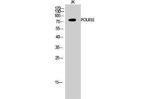 Western Blotting (WB) image for anti-Polymerase (RNA) III (DNA Directed) Polypeptide E (80kD) (POLR3E) (Internal Region) antibody (ABIN3186524)