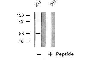 Western blot analysis of extracts from 293 cells, using GPC5 antibody.
