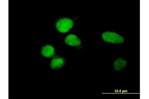 Immunofluorescence of purified MaxPab antibody to ZBTB8 on HeLa cell. (ZBTB8A Antikörper  (AA 1-441))