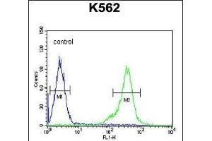 TEX13B Antibody (C-term) (ABIN654849 and ABIN2844514) flow cytometric analysis of K562 cells (right histogram) compared to a negative control cell (left histogram). (TEX13B Antikörper  (C-Term))