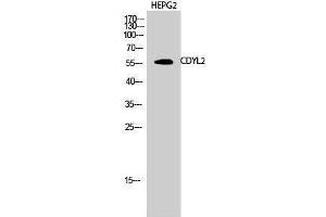 Western Blotting (WB) image for anti-Chromodomain Protein, Y-Like 2 (CDYL2) (N-Term) antibody (ABIN3174332) (CDYL2 Antikörper  (N-Term))