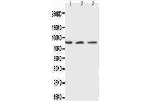 Anti-Ku80 antibody,  Western blotting Lane 1: U87 Cell Lysate Lane 2: A549 Cell Lysate Lane 3: MCF-7 Cell Lysate