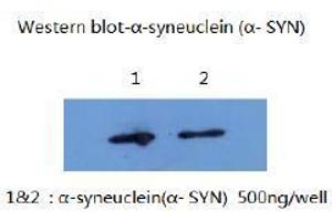 Western Blotting (WB) image for anti-Synuclein, alpha (SNCA) (AA 1-140) antibody (ABIN1105338) (SNCA Antikörper  (AA 1-140))