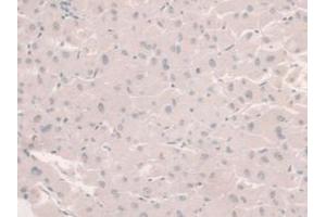 IHC-P analysis of Human Liver Tissue, with DAB staining. (HFE2 Antikörper  (AA 234-416))