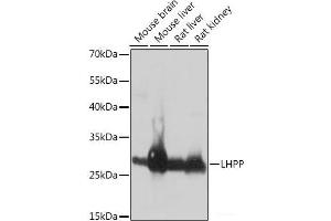 LHPP Antikörper