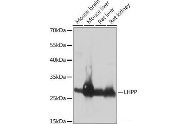 LHPP Antikörper