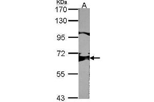 WB Image Sample (30 ug of whole cell lysate) A:NIH-3T3 7. (SHP1 Antikörper  (Center))