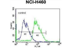 Flow cytometric analysis of NCI-H460 cells using MINPP1 Antibody (C-term) Cat. (MINPP1 Antikörper  (C-Term))