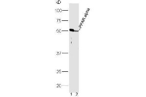 Lane 1: Mouse heart lysates Lane 2: Mouse liver lysates probed with Rabbit Anti-PPAR alpha Polyclonal Antibody, Unconjugated  at 1:5000 for 90 min at 37˚C.