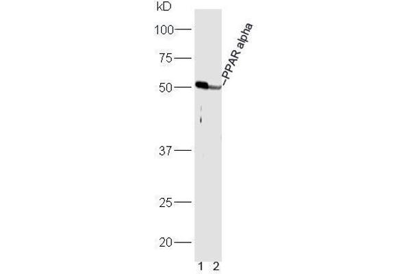 PPARA Antikörper  (AA 301-400)