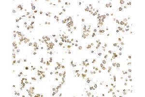 Immunocytochemistry (ICC) image for anti-MHC Class II HLA-DP/DQ/DR (HLA-DP/DQ/DR) antibody (ABIN7449429) (MHC Class II HLA-DP/DQ/DR Antikörper)