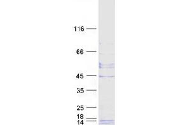 GPHa2 Protein (Myc-DYKDDDDK Tag)