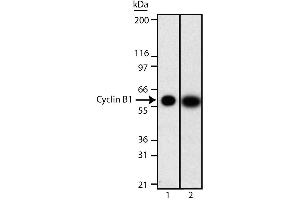 Western blot analysis of cyclin B1. (Cyclin B1 Antikörper  (AA 1-21))