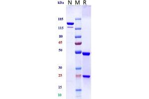 Anti-Siglec-15 / CD33L3 Reference Antibody (NC318) on SDS-PAGE under reducing (R) condition.