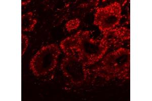 IF analysis of SFPQ using anti-SFPQ antibody (ABIN7603089). (SFPQ Antikörper  (Middle Region))