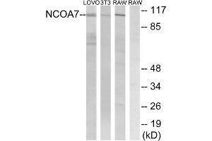 Western blot analysis of extracts from LOVO cells, 3T3 cells and RAW264. (NCOA7 Antikörper  (Internal Region))