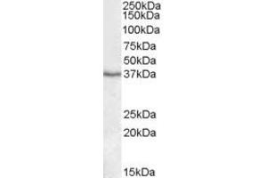 Western Blotting (WB) image for anti-Paraoxonase 1 (PON1) (AA 313-324) antibody (ABIN490462) (PON1 Antikörper  (AA 313-324))
