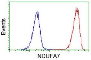 Image no. 1 for anti-NADH Dehydrogenase (Ubiquinone) 1 alpha Subcomplex, 7, 14.5kDa (NDUFA7) antibody (ABIN1499659) (NDUFA7 Antikörper)