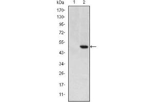Western Blotting (WB) image for anti-Teratocarcinoma-Derived Growth Factor 1 (TDGF1) antibody (ABIN1846225)