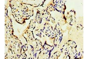 Immunohistochemistry of paraffin-embedded human placenta tissue using ABIN7154312 at dilution of 1:100 (GS28 Antikörper  (AA 1-115))