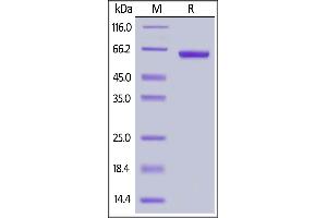 SDS-PAGE (SDS) image for Fibrinogen-Like 1 (FGL1) (AA 23-312) (Active) protein (Fc Tag) (ABIN6938820)