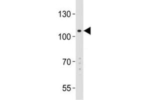 Western Blotting (WB) image for anti-Leucine-Rich Repeat Containing G Protein-Coupled Receptor 5 (LGR5) (AA 689-719) antibody (ABIN3028792)